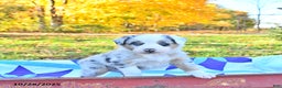 Australian Shepherd dogs for sale: Wyatt - Ad 5