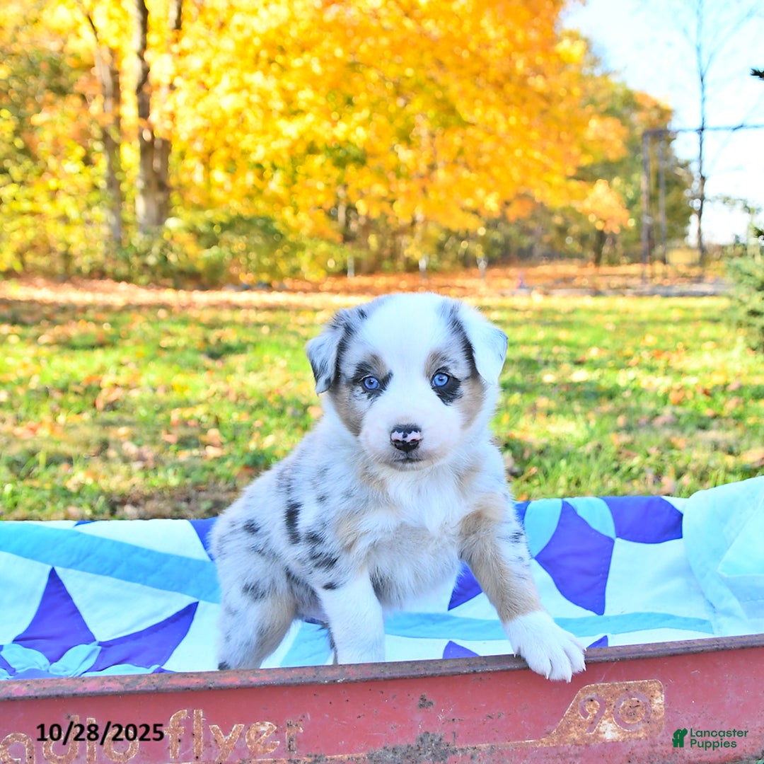 Australian Shepherd dogs for sale: Wyatt - Ad 5
