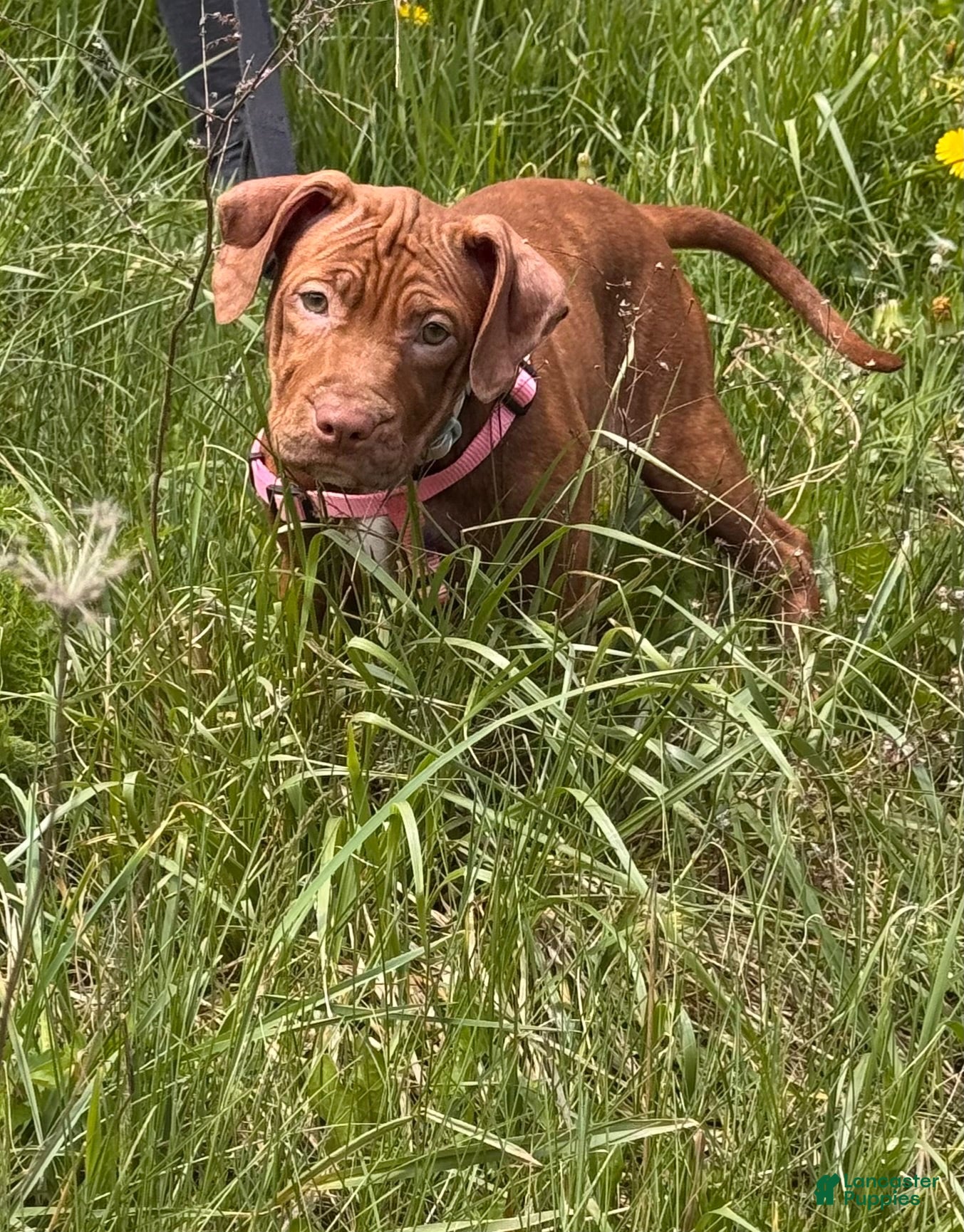 American Pit Bull Terrier dogs Peaches - Ad 1
