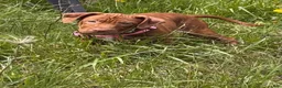 American Pit Bull Terrier dogs for sale: Peaches - Ad 1