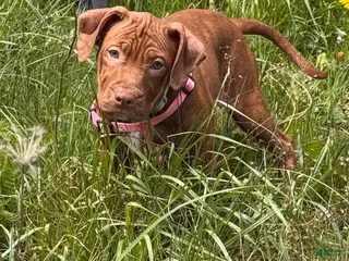 American Pit Bull Terrier dogs Peaches - Ad 1