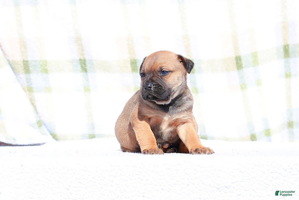 Mixed Breed dogs Falcon - European Doberdane - Ad 2