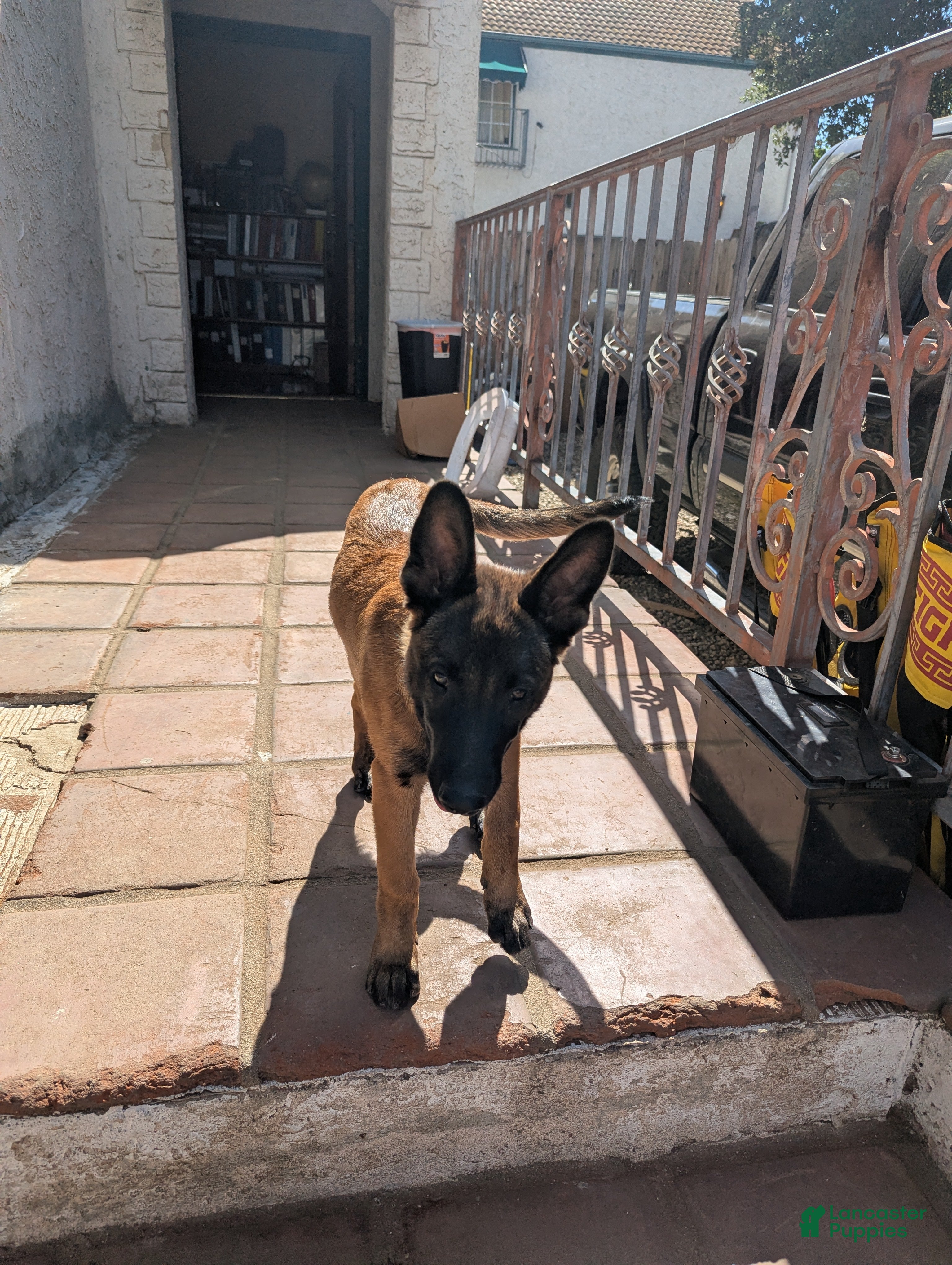 Belgian Malinois dogs Belgian Malinois Puppy 2 - Ad 42