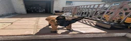 Belgian Malinois dogs for sale: Belgian Malinois Puppy 2 - Ad 1