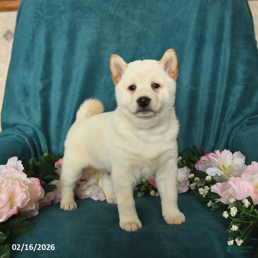 Shiba Inu dogs Lucky - Ad 1