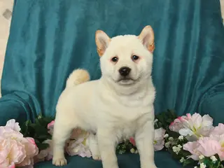 Shiba Inu dogs for sale: Lucky - Ad 3