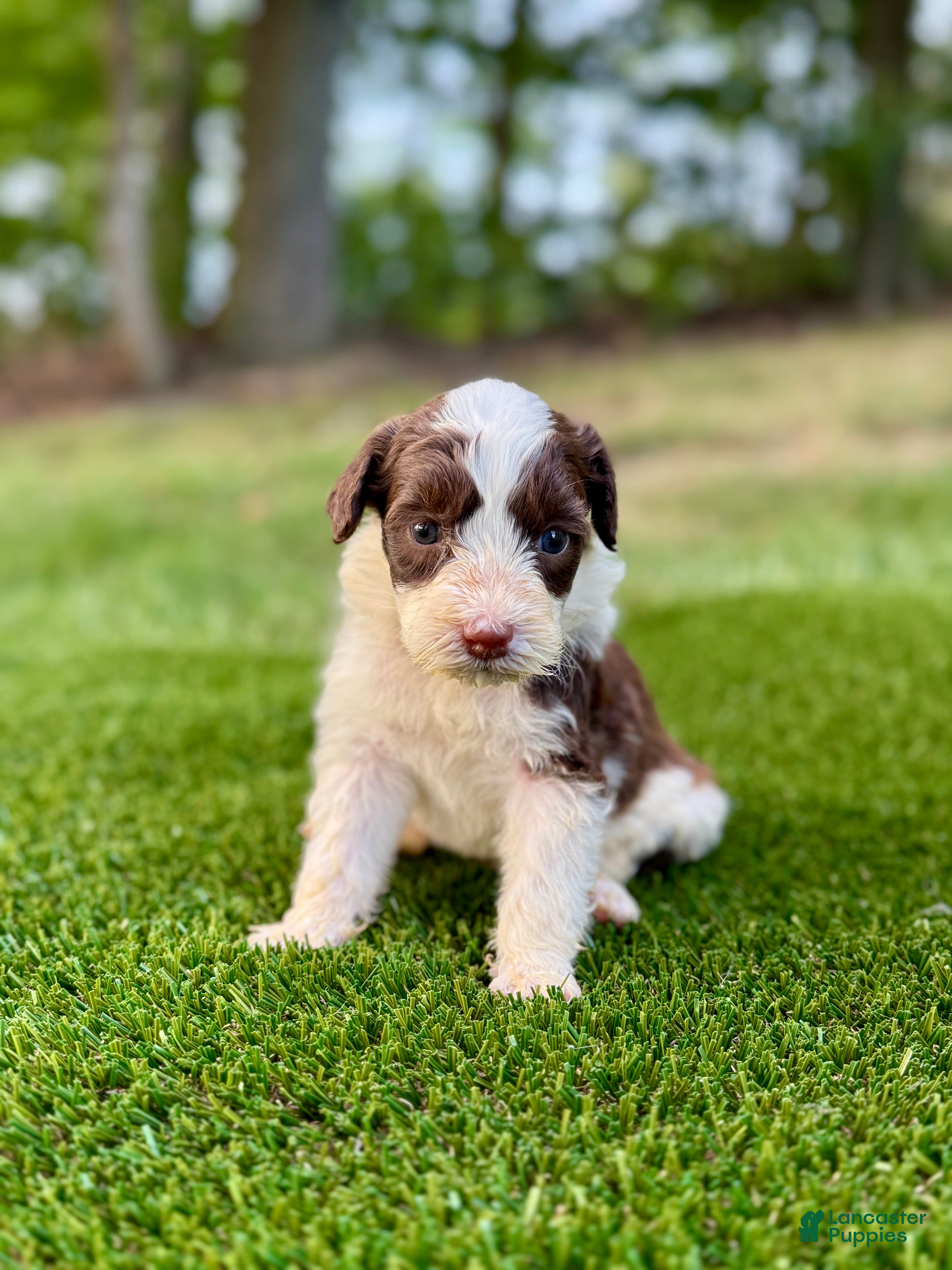 Portuguese Water Dog dogs Zeke - Ad 1