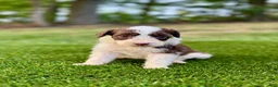 Portuguese Water Dog dogs for sale: Zeke - Ad 7