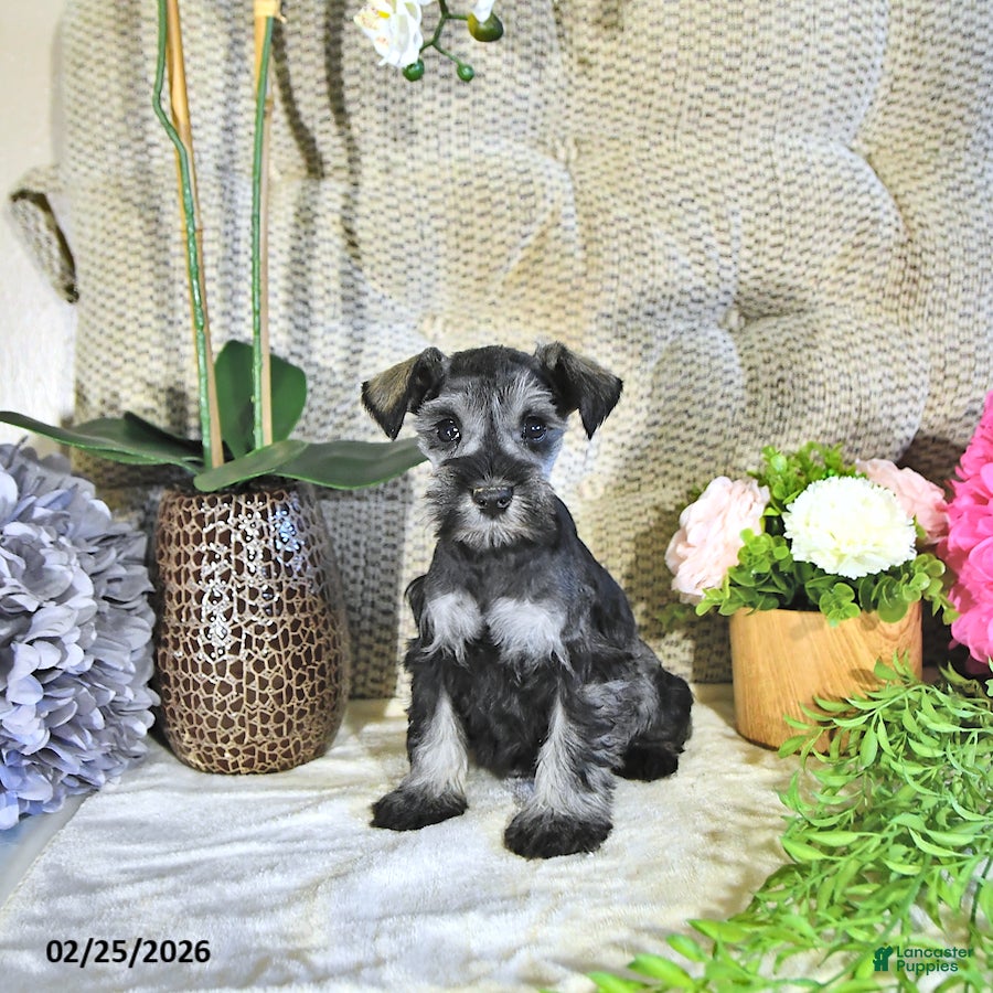 Miniature Schnauzer dogs Kyla - Ad 1