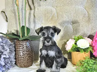 Miniature Schnauzer dogs for sale: Kyla - Ad 2