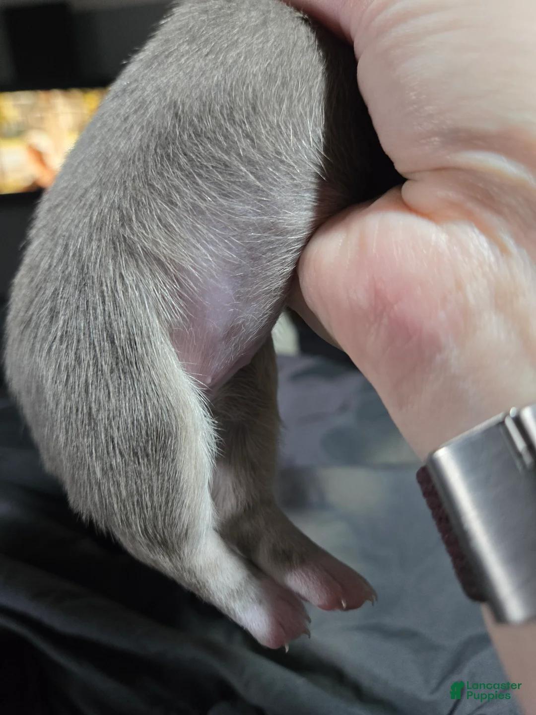 Chihuahua dogs for sale: White - Ad 9