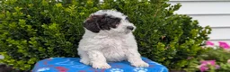 Mixed Breed dogs for sale: Dexter - Ad 7