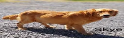 Golden Retriever dogs for sale: Karly  - Ad 5
