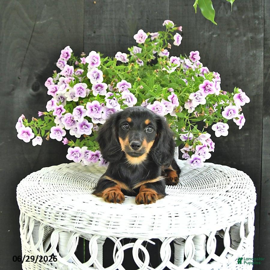 Dachshund dogs Callie - Ad 2
