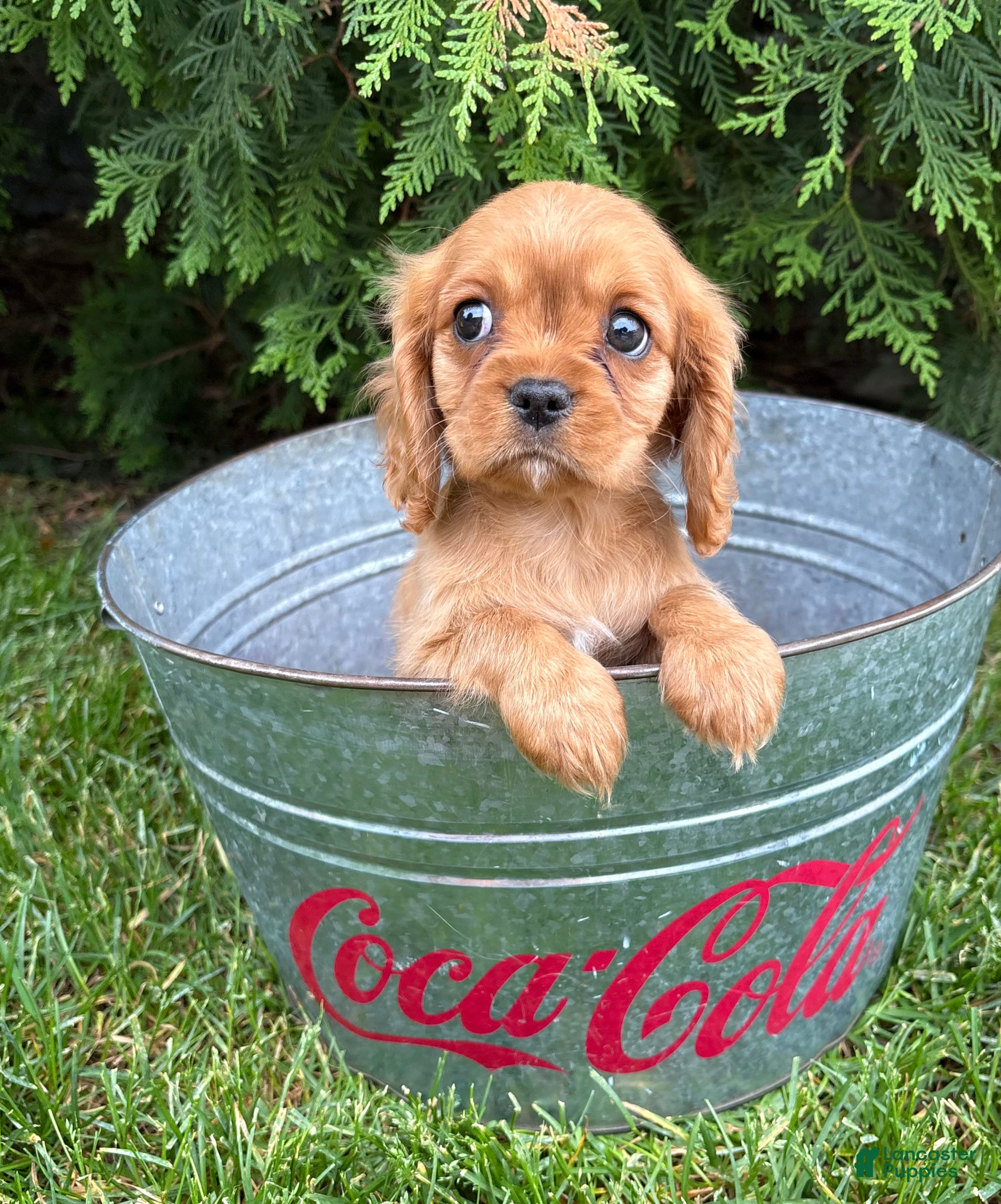 Cavalier King Charles Spaniel dogs Calihan - Ad 2
