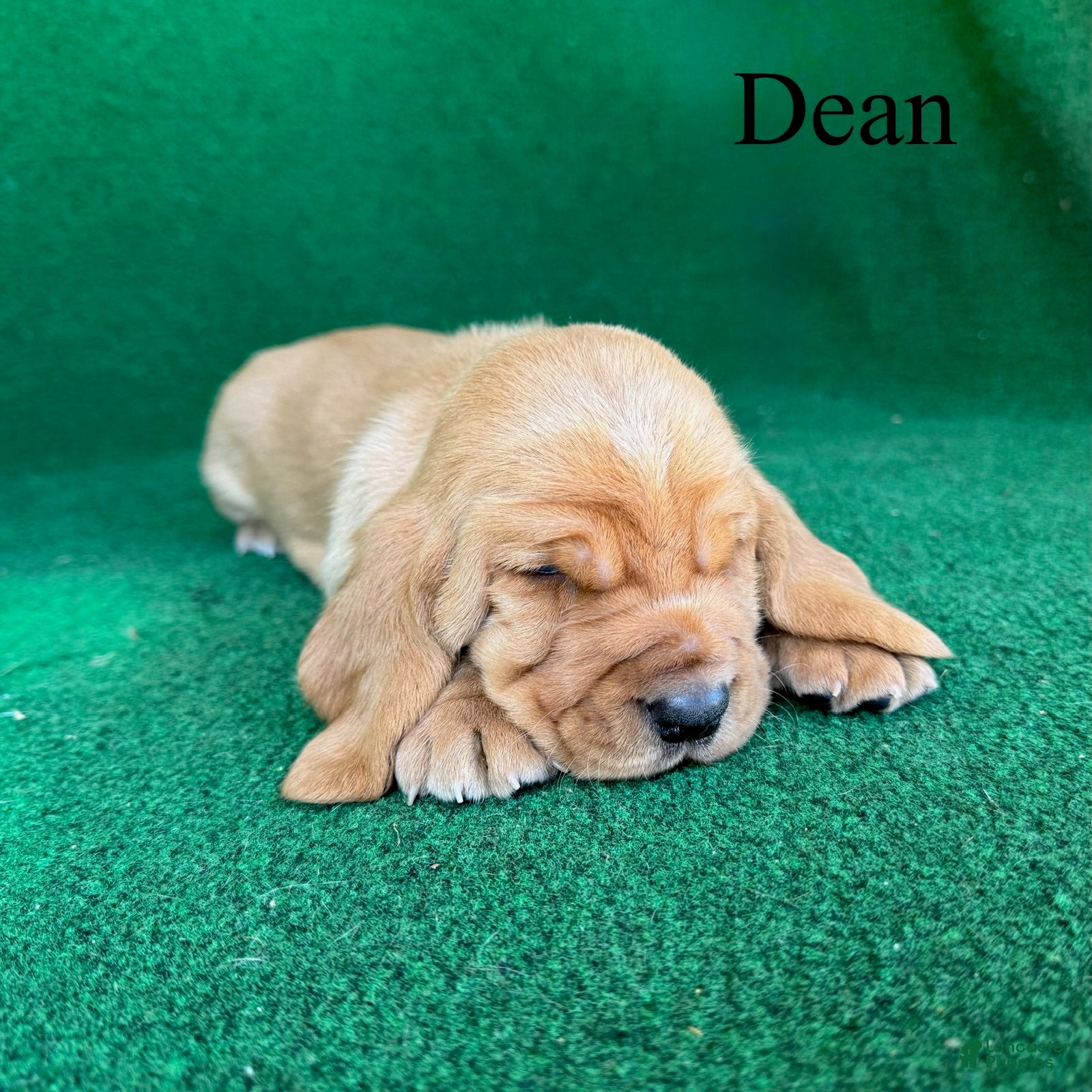 Basset Hound dogs Dean - Ad 2
