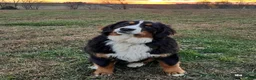 Bernese Mountain Dog dogs for sale: Bernese Mountain Dog 1 - Ad 5