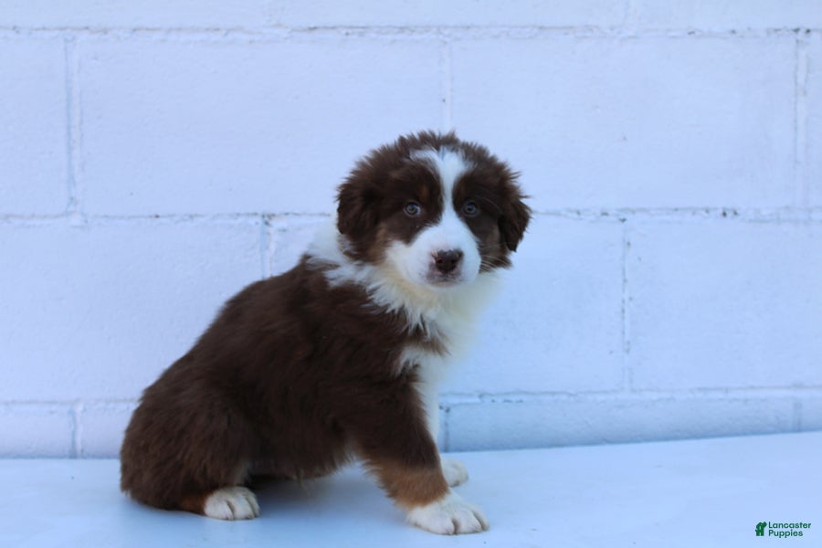 Australian Shepherd dogs Sully - Ad 1