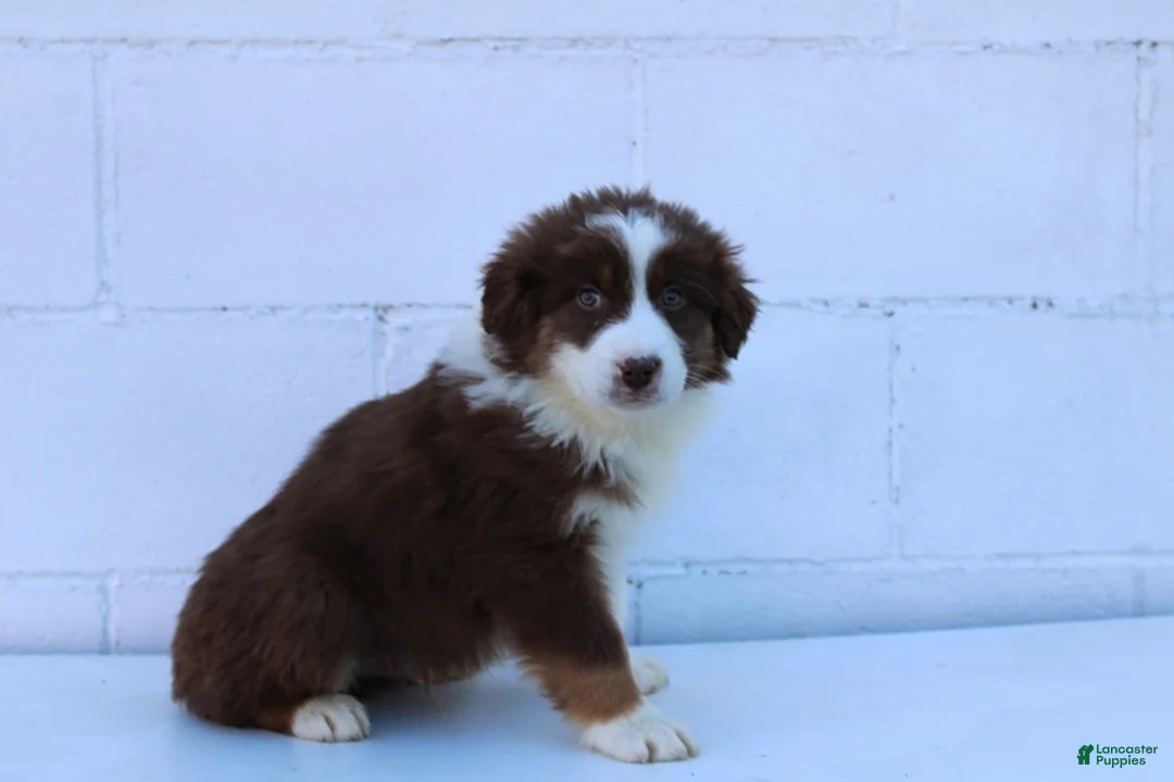 Australian Shepherd dogs for sale: Sully - Ad 1