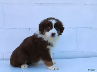 Australian Shepherd dogs for sale: Sully - Ad 1