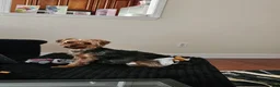 Yorkshire Terrier dogs for sale: Quinn - Ad 7