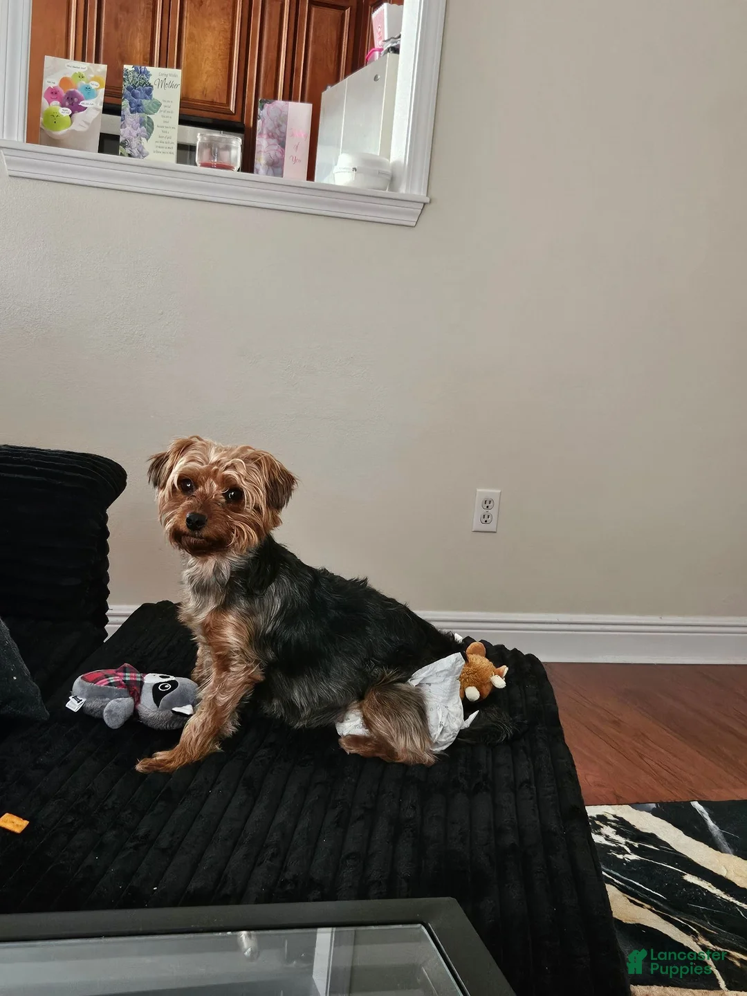Yorkshire Terrier dogs for sale: Quinn - Ad 7