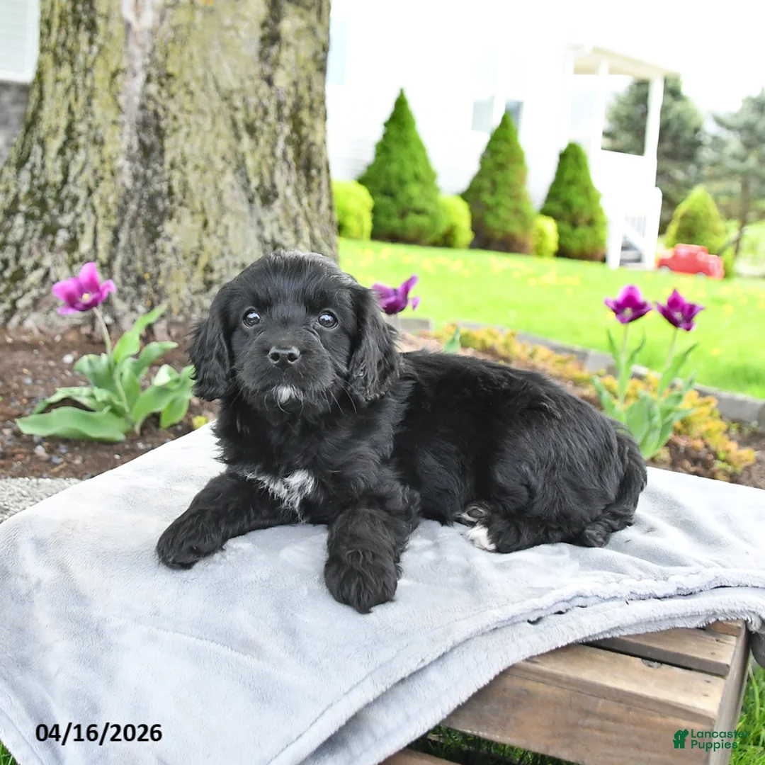 Cavapoo dogs for sale: Molly - Ad 2