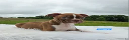 Boston Terrier dogs for sale: Emory - Ad 4