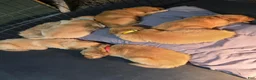Golden Retriever dogs for sale: Golden Retriever 4 Merica - Ad 8