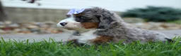 Mini Bernedoodle dogs for sale: 🐾 Paisley 🐾 - Ad 5