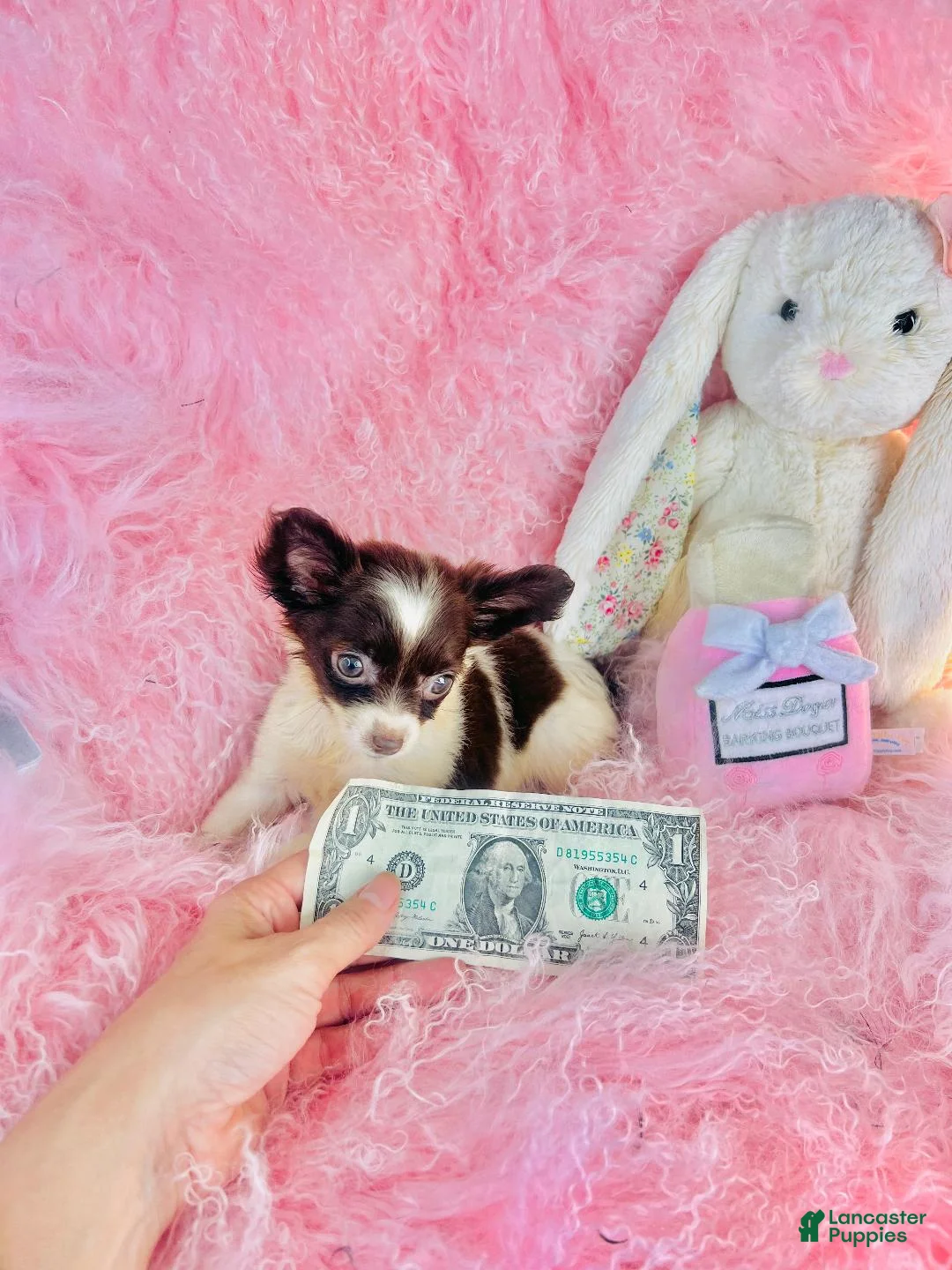 Chihuahua dogs for sale: Teacup Chihuahua  - Ad 4