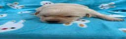 Labrador Retriever dogs for sale: Annie - Ad 1