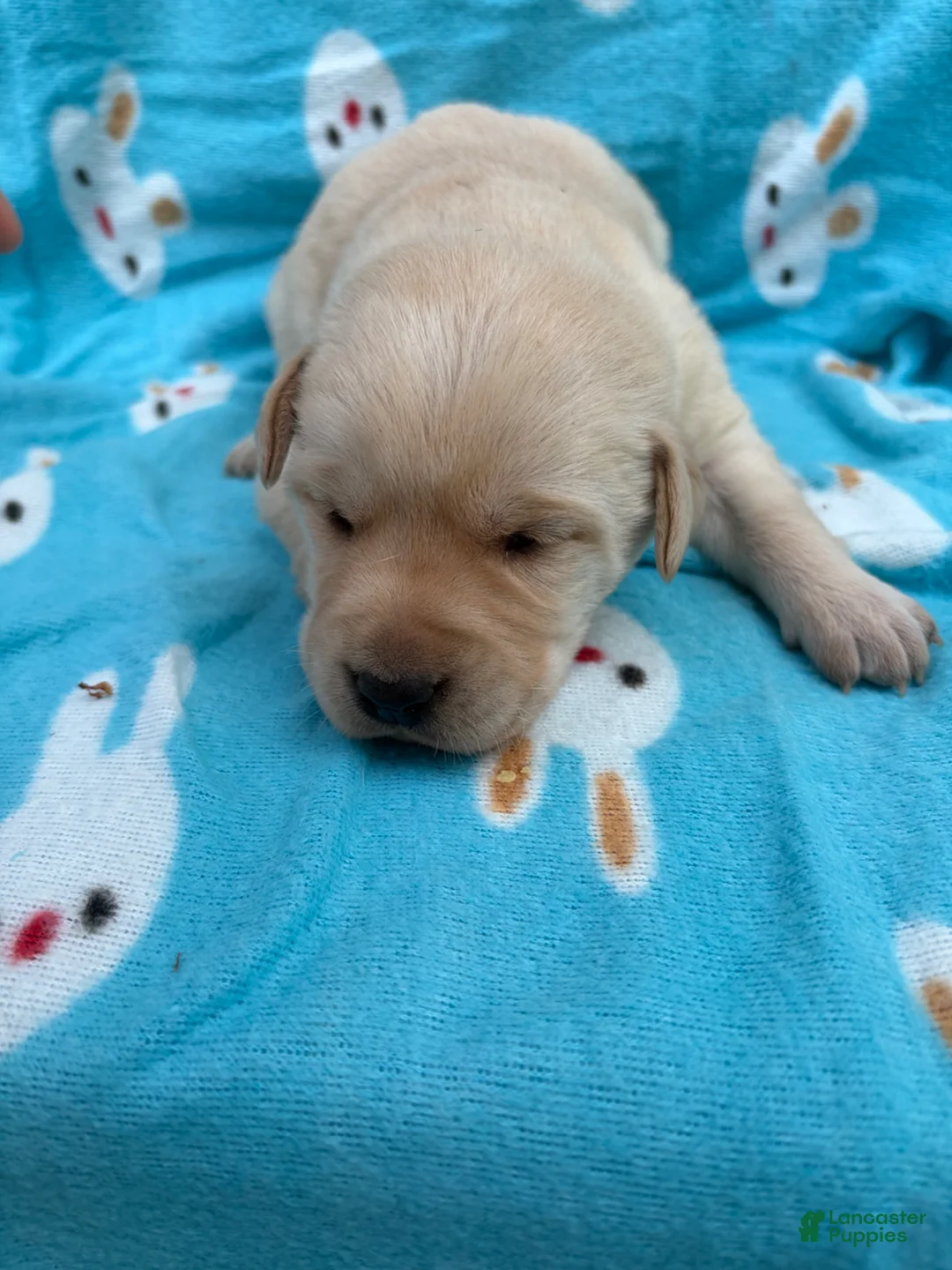 Labrador Retriever dogs for sale: Annie - Ad 1