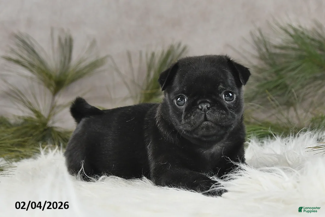 Pug dogs for sale: Diesel - Ad 2