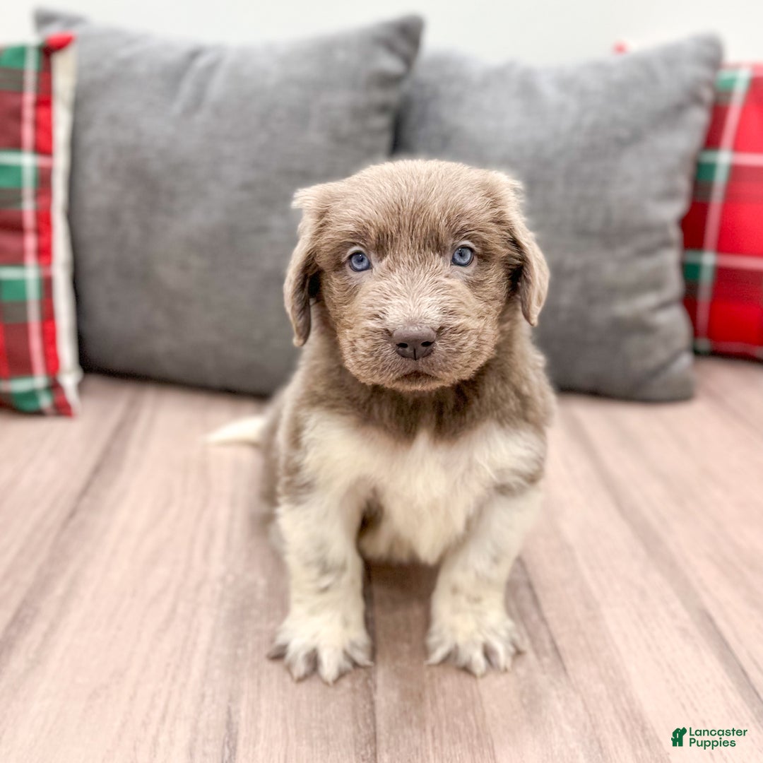 Newfoundland dogs for sale: Rose - Ad 2