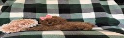 Miniature Poodle dogs for sale: Tahlulah - Ad 4