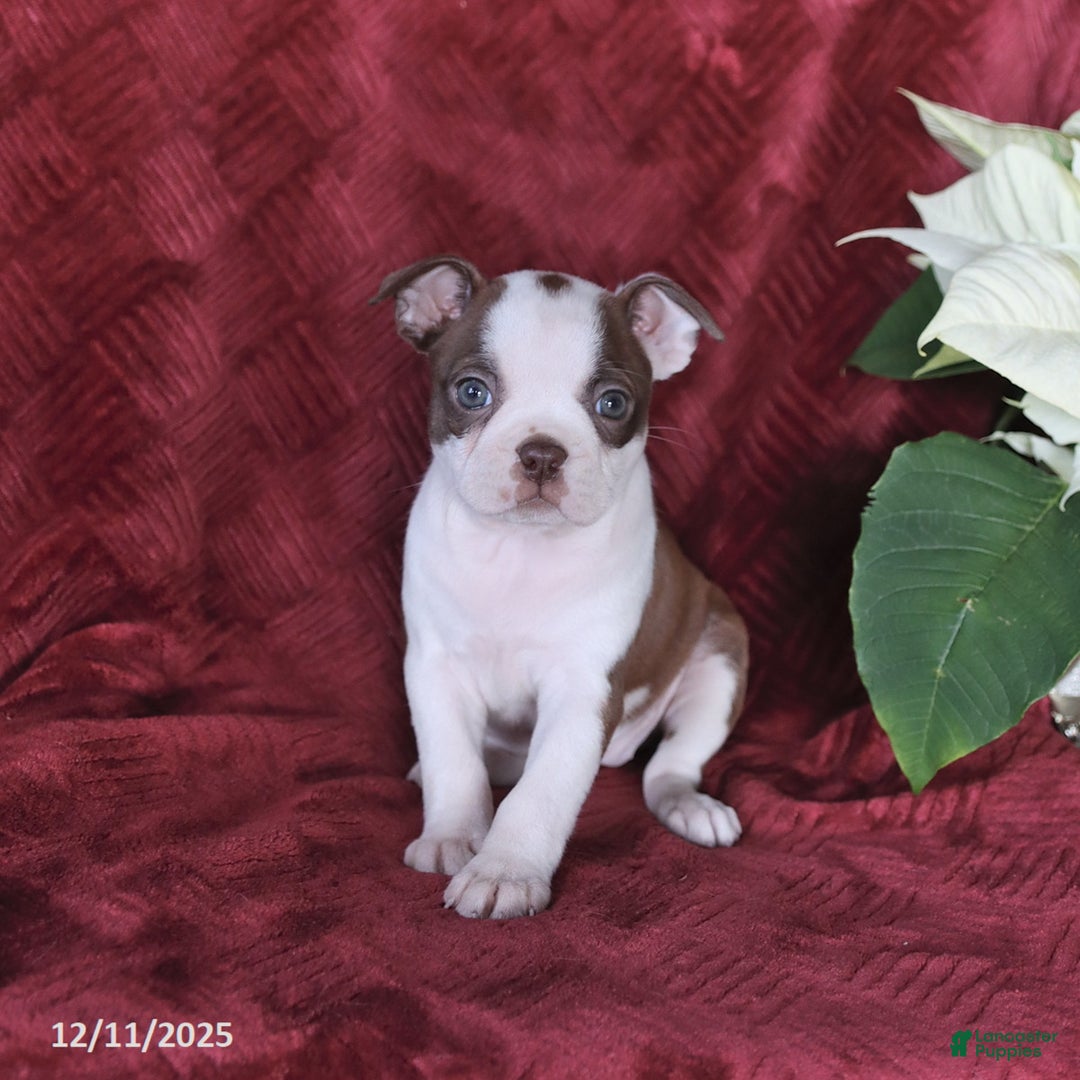 Boston Terrier dogs for sale: Bonnie - Ad 4