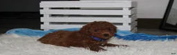 Miniature Poodle dogs for sale: Simba  - Ad 3