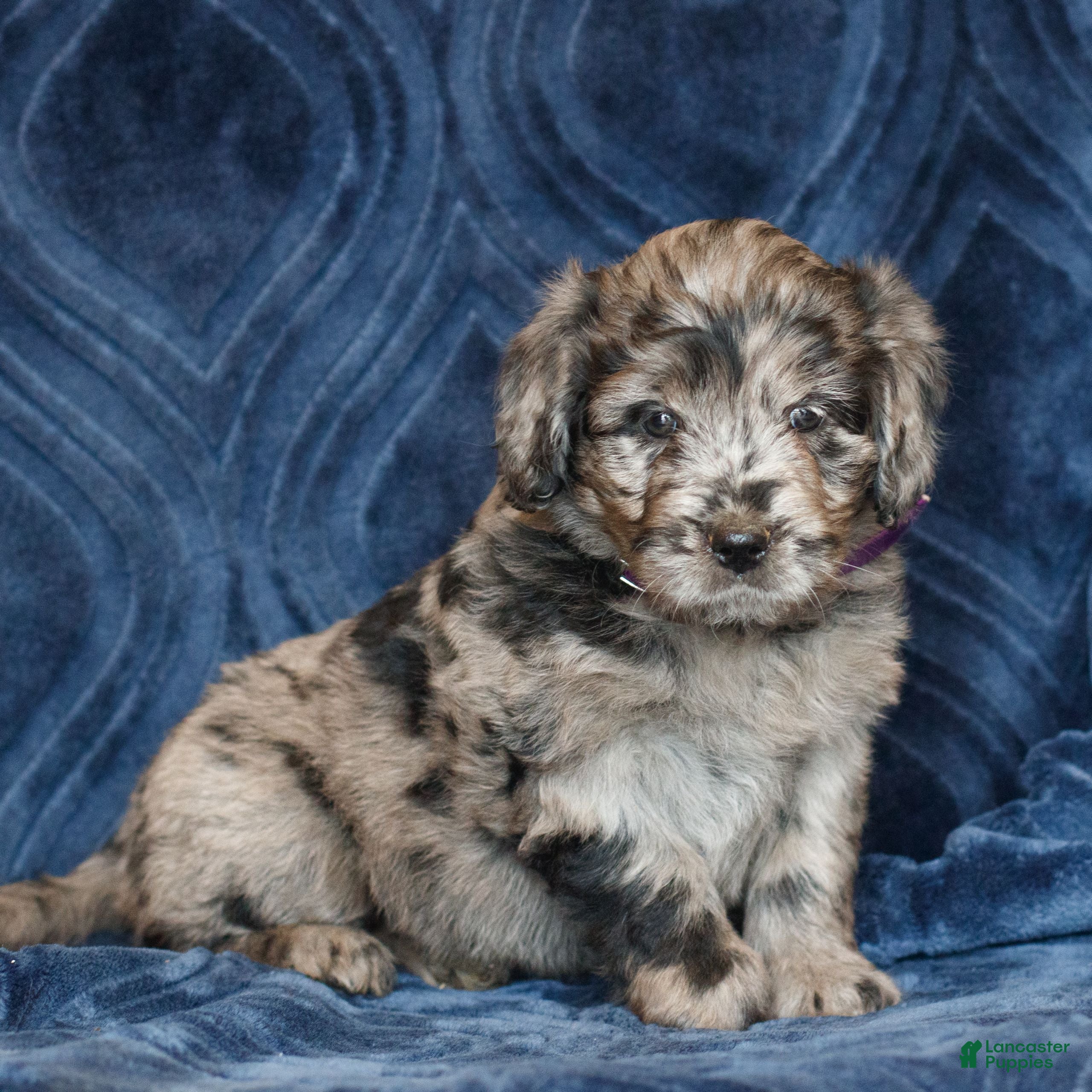 Mini Goldendoodle dogs Kathy  - Ad 2