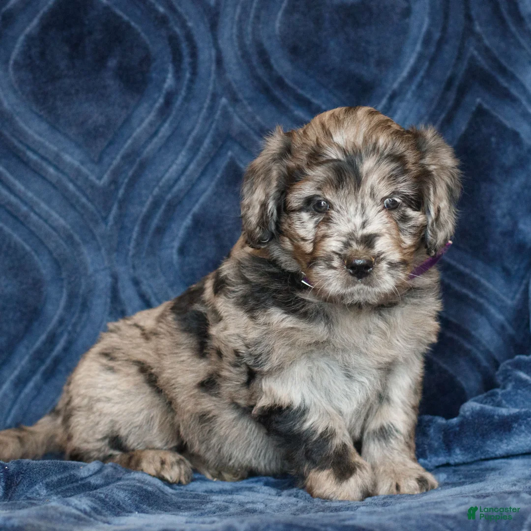 Mini Goldendoodle dogs for sale: Kathy  - Ad 2