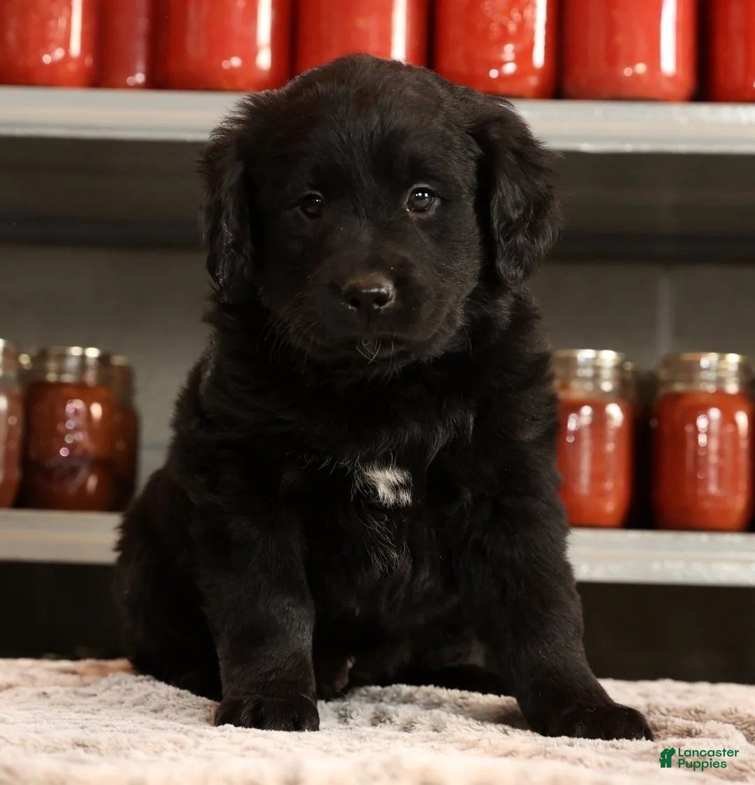 Mini Goldendoodle dogs for sale: Kendall - Ad 6