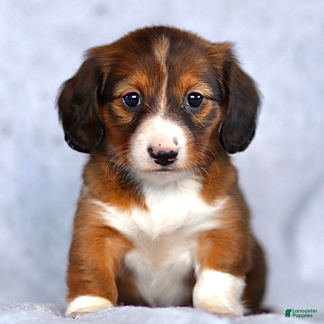 Dachshund dogs for sale: Kyla - Ad 2