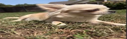 Chihuahua dogs for sale: Chihuahua 4 - Ad 6