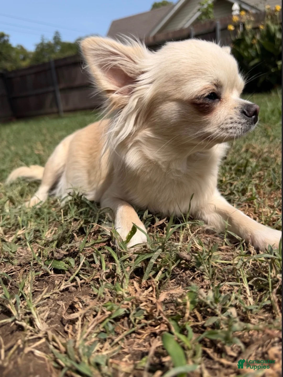 Chihuahua dogs for sale: Chihuahua 4 - Ad 6