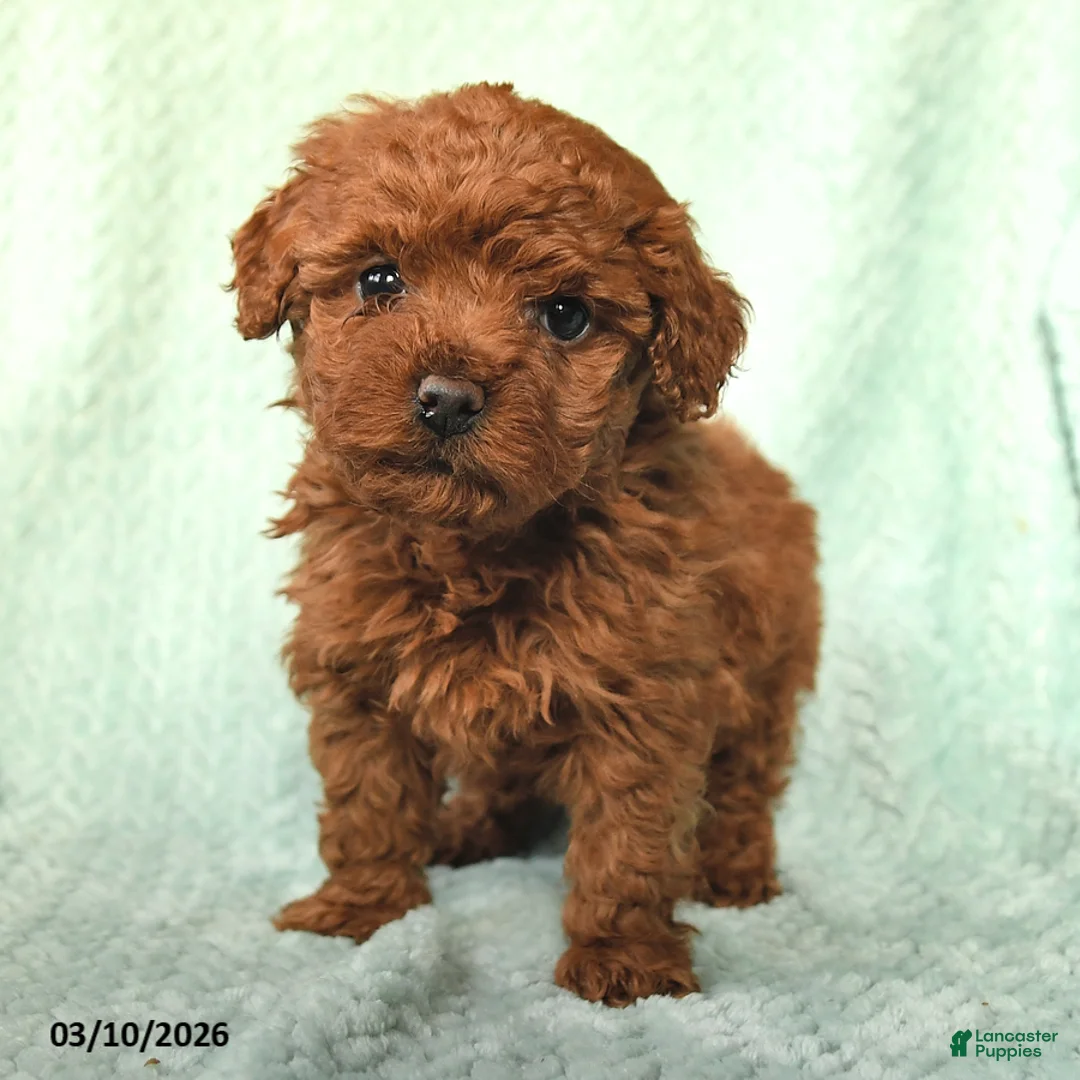 Toy Poodle dogs for sale: Nugget - Ad 2