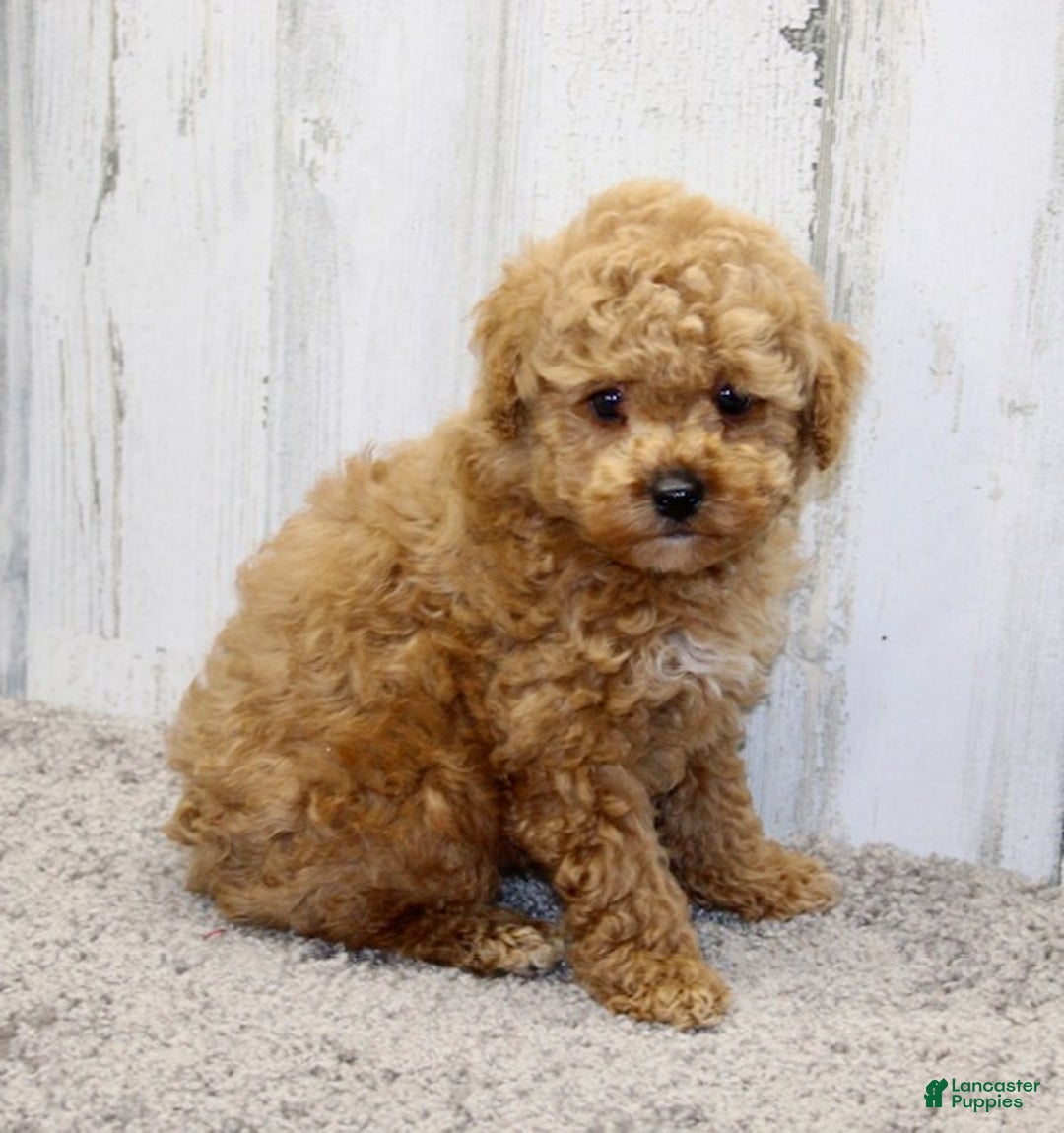 Miniature Poodle dogs for sale: Yeti - Ad 6