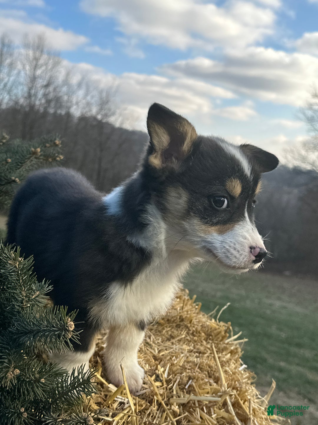 Welsh Corgi Pembroke dogs for sale: Jackson - Ad 4