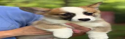 Welsh Corgi Pembroke dogs for sale: Hoss - Ad 3