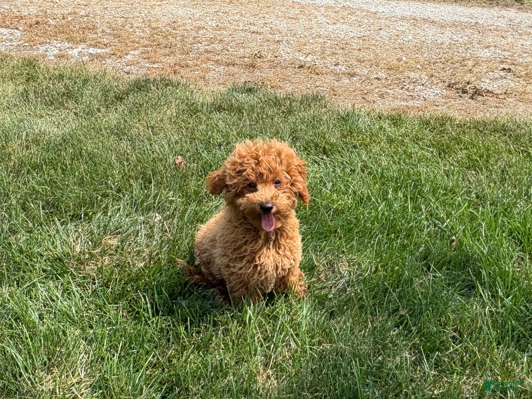 Maltipoo dogs for sale: Terry - Ad 5