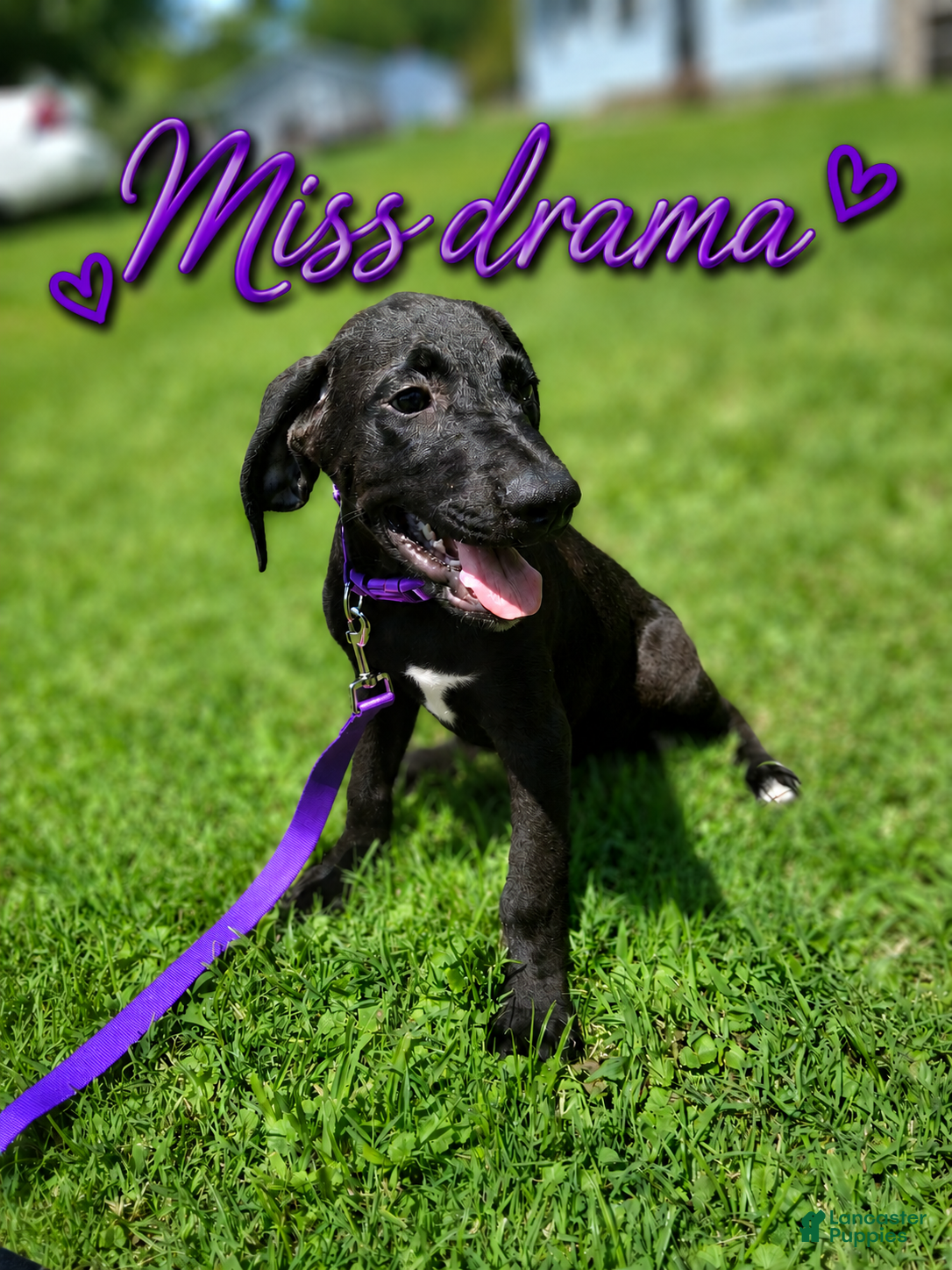 Mixed Breed dogs $100 puppies - Ad 14